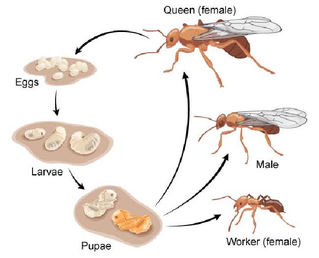 cycle-vie-fourmi-centrale-anti-nuisibles