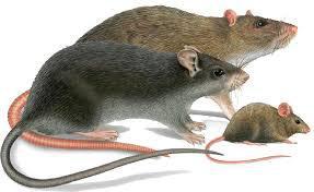 rat noir et rat brun