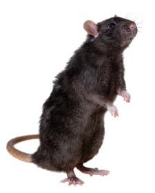 rat noir gennevilliers
