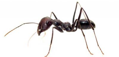 fourmi-désinsectisation-centrale-anti-nuisibles