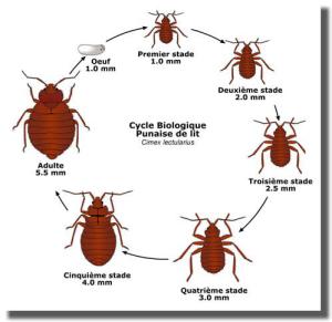 cycle-punaise-de-lit-paris-75017 cycle-punaise-de-lit-paris-75017