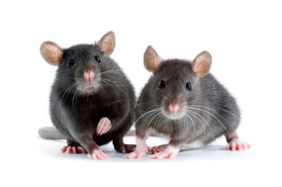 rat noir et rat brun