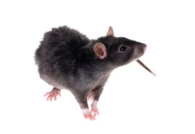 Centrale-Anti-Nuisibles-Dératisation-Rat-Noir